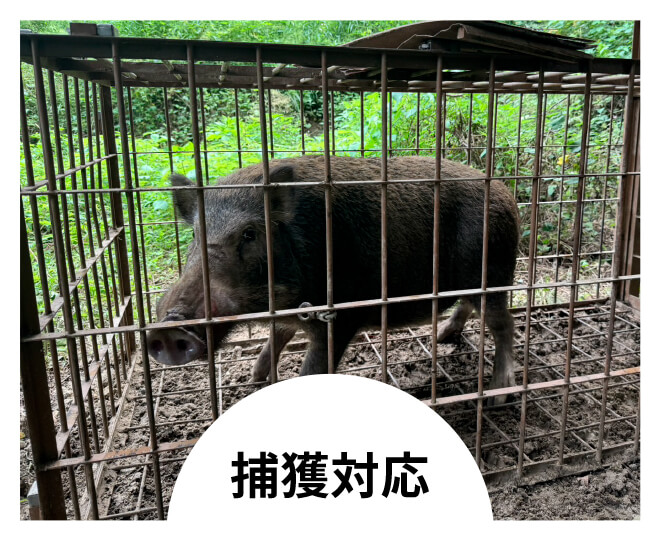 捕獲対応