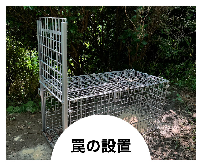罠の設置